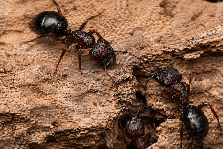 Fourmis charpentières