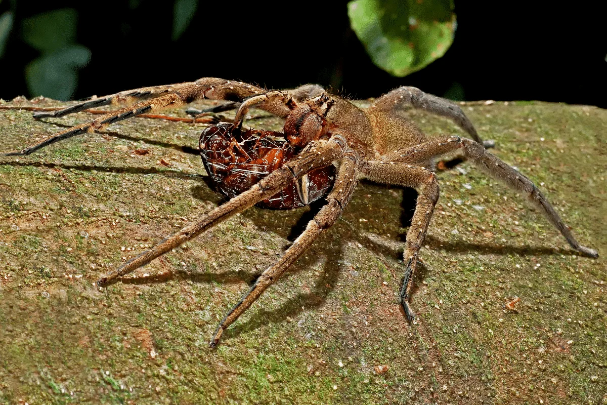 Araignées