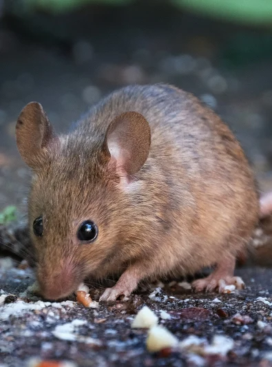 Souris et rats